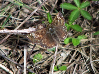 dingy skipper (Erynnis tages) Kenneth Noble